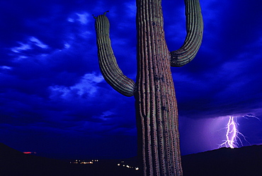 Lightning strikes on horizon near cactus in Saguaro National Park, Arizona,