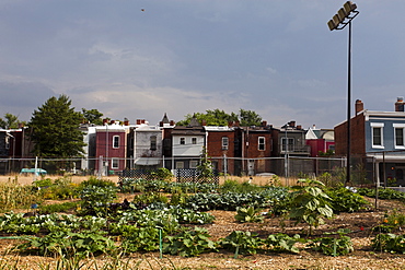 An urban farm in Washington DC, where farmers grow food for the community, United States of America