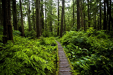 A lush forest and a boardwalk on the coast of Olympic National Park, Washington, United States of America