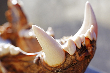 A polar bear jaw dries in the high arctic sun awaiting the foreign hunter who took it during a paid hunt.