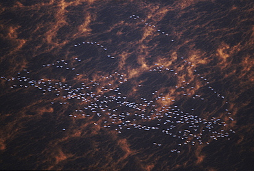 Aerial view of snow geese at the Tule Lake Wildlife Refuge, California, USA