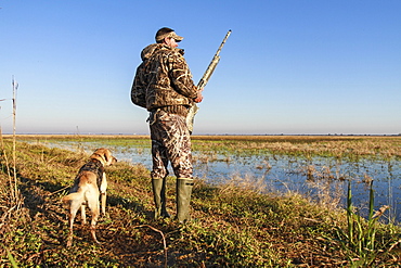 A duck hunter stands with his hunting dog and shotgun.