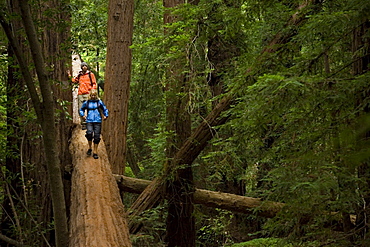 Couple hiking in the redwood forests of Big Sur. Photo by Thomas Kranzle, United States of America