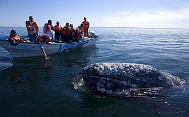 A gray whale swims near tourists in Ojo de Liebre Lagoon near the town of Guerrero Negro in Mexico's southern Baja California state, February 18, 2009. The Gray Whale emigrate every year from the North American Pacific Coast from arctic seas to the lagoons of Baja California, Mexico for mating and calving. The whales make one of the longest of all mammalian migrations, averaging 10,000-14,000 miles, Mexico