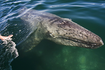 A human hand reaches out towards a newborn gray whale calf (Eschrichtius robustus) swimming near the surface with its mother in Laguna San Ignacio, on the Pacific coast of Baja California Sur, Mexico. Designated as a UNESCO World Heritage site and part of the Vizcaino Biosphere Reserve, it is the last undeveloped gray whale birthing lagoon on the planet, Mexico