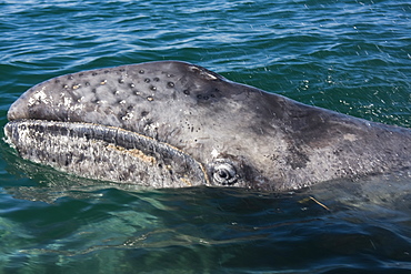 A newborn gray whale calf (Eschrichtius robustus) surfaces in Laguna San Ignacio, on the Pacific coast of Baja California Sur, Mexico. Designated as a UNESCO World Heritage site and part of the Vizcaino Biosphere Reserve, it is the last undeveloped gray whale birthing lagoon on the planet, Mexico