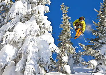 Chrlie Cannon goes into suspended animation through the trees at Mt Hood Meadows, Oregon, United States of America