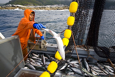 08/15/08 Crew member Alexai Gamble hauls in the net while sein fishing on Captain Larry Demmert's boat just off of the outer islands west of Prince of Whales Island in SE Alaska. This is a native fishing hole. At this time they were catching mostly "humpies" or pink salmon, United States of America