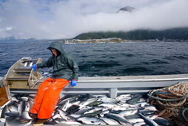 08/15/08 Crew member Nick Demmert puts salmon into the fish hold while sein fishing on Captain Larry Demmert's boat just off of the outer islands west of Prince of Whales Island in SE Alaska. This is a native fishing hole. At this time they were catching mostly "humpies", United States of America