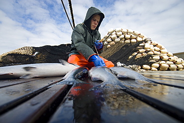 08/15/08 Crew member Nick Demmert sets aside a few of the best of the day's catch for himself while sein fishing on Captain Larry Demmert's boat just off of the outer islands west of Prince of Whales Island in SE Alaska. This is a native fishing hole. At this time they were catching mostly "humpies", United States of America