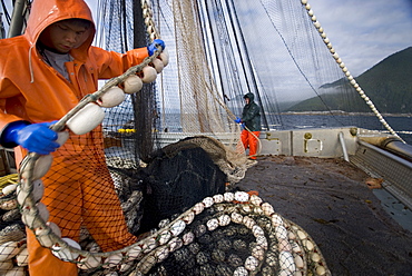 08/15/08 Crew members Alexai Gamble and Nick Demmert haul in the net while sein fishing on Captain Larry Demmert's boat just off of the outer islands west of Prince of Whales Island in SE Alaska. This is a native fishing hole. At this time they were catching mostly "humpies", United States of America