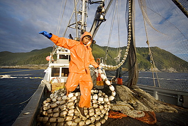 08/15/08 Crew member Alexai Gamble hauls in the net while sein fishing on Captain Larry Demmert's boat just off of the outer islands west of Prince of Whales Island in SE Alaska. This is a native fishing hole. At this time they were catching mostly "humpies", United States of America