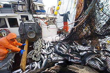 Crew members Alexai Gamble and Nick Demmert hauls in the net while sein fishing on Captain Larry Demmert's boat just off of the outer islands west of Prince of Whales Island in SE Alaska. This is a native fishing hole. At this time they were catching mostly "humpies", United States of America