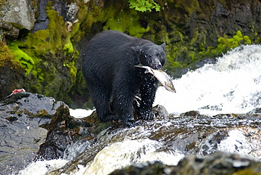 August 16, 2008 Bear waddling around and eating salmon in stream at Dog Salmon Creek Falls on Prince of Whales Island, SE Alaska, United States of America