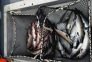 August 17, 08 Prince of Whales Island Alaska. Gill Netting for salmon off Coffman Cove AK, United States of America