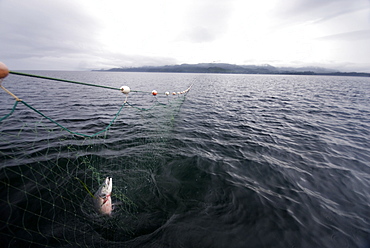 August 17, 08 Prince of Whales Island Alaska. Gill Netting for salmon off Coffman Cove AK. One salmon caught in the net, United States of America