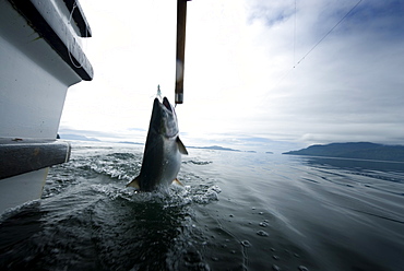 August 18, 08 A Coho salmon is caught off the coast of Prince of Whales Island Alaska. Trolling for salmon is considered the "high-end" fishery because the way they catch is not harmful to the fish, in fact any by-catch or non-keeper salmon can be tossed back with little damage to the fish. So since the fish are in such good shape when caught, on individual hooks on long lines, they can be brought in and prepared or dressed (gutted and bled) and then iced within minutes and then within hours are on the troll tender that fillets and vacume pacs and then flash freezes them, so that most of the fresh caught fish for pricier consumption is troller caught, United States of America