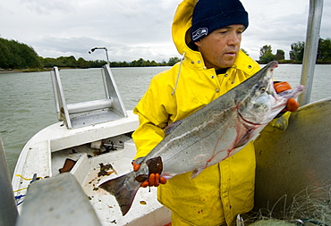 Oct 6, 2008 Mt Vernon, Washington Salmon fishing on the "Blakes Drift" section of the Skagit River with Brian Cladoosby, Chairman Swinomish Tribal Community. This kind of fishing is only allowed for the tribes, and is called drift netting where the net is cast at one side of the river and the boat crosses the river and drifts down. Catching Chums and Silvers, United States of America