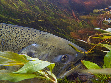 November 7, 2008 Mt Shasta CA A spawned-out Chinook salmon watches over her redd in the Shasta River where it runs through Big Springs Ranch about 2 miles north of the town of Mt Shasta. The ranch, which is contributing to degraded habitat conditions, which actually warm water tempt by upwards of 10 degrees as the river passes through the ranch and then spills into the Klameth, is currently under contract for purchase by TNC, therefor TNC and partner organizations have been allowed to research this stretch of river for the first time. They have discovered that is it a very fertile juvenile rearing area and that there are a surprising number of returning salmon in spite of habitat degraded by grazing cattle (often in the river) and irrigation practices. If this purchase is successful, TNC has the chance to improve a large stretch of habitat and quickly improve conditions that will effect numbers of returning fish and habitat in the Shasta and Klameth Rivers. In California, The Nature Conservancy is focusing its efforts on protecting the Shasta River and its tributaries, which create one of the most important spawning nurseries for Chinook salmon in the entire Klamath Basin, United States of America