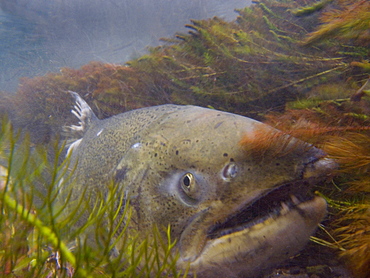 November 7, 2008 Mt Shasta CA A spawned-out Chinook salmon watches over her redd in the Shasta River where it runs through Big Springs Ranch about 2 miles north of the town of Mt Shasta. The ranch, which is contributing to degraded habitat conditions, which actually warm water tempt by upwards of 10 degrees as the river passes through the ranch and then spills into the Klameth, is currently under contract for purchase by TNC, therefor TNC and partner organizations have been allowed to research this stretch of river for the first time. They have discovered that is it a very fertile juvenile rearing area and that there are a surprising number of returning salmon in spite of habitat degraded by grazing cattle (often in the river) and irrigation practices. If this purchase is successful, TNC has the chance to improve a large stretch of habitat and quickly improve conditions that will effect numbers of returning fish and habitat in the Shasta and Klameth Rivers. In California, The Nature Conservancy is focusing its efforts on protecting the Shasta River and its tributaries, which create one of the most important spawning nurseries for Chinook salmon in the entire Klamath Basin, United States of America