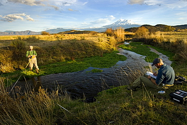 November 12, 2008 Mt Shasta CA, Big Springs ranch Carson Jeffres (rt) Staff Research Associate for UC Davis Center for watershed Sciences, and Andrew Nichols, Jr Specialist (UC Davis Center for watershed Sciences,) conducting research in the Shasta River where it runs through Big Springs Ranch about 20 miles north of the town of Mt Shasta. The ranch, which is contributing to degraded habitat conditions that warm water temps by upwards of 10 degrees as the river passes through the ranch and then spills into the Klameth, is currently under contract for purchase by TNC, therefor TNC and partner organizations have been allowed to research this stretch of river for the first time. They have discovered that is it a very fertile juvenile rearing area and that there are a surprising number of returning salmon in spite of habitat degrated by grazing cattle (often in the river) and irrigation practices. If this purchase is sucessful, TNC has the chance to improve a large stretch of habitiat and qucikly improve conditions that will effect numbers of returning fish and habitiat in the Shasta and Klameth Rivers. The Shasta River and its tributaries create one of the most important spawning nurseries for Chinook salmon in the entire Klamath Basin, United States of America