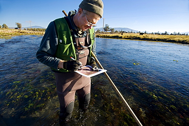 Mt Shasta CA, Big Spring Ranch Bill Chesney from the CA Dept of Fish & Game counting redds in a stretch of river that is heavily grazed by cattle who have full access to the river and often drink and eat in it. Mt Shasta in the background. The Shasta River runs through Big Springs Ranch about 20 miles north of the town of Mt Shasta. The ranch, which is contributing to degraded habitat conditions, and actually warming water temps by upwards of 10 degrees as the river passes through the ranch and then spills into the Klameth, is currently under contract for purchase by TNC. Since the contract began, TNC and partner organizations have been allowed to research this stretch of river for the first time. They have discovered that is it a very fertile juvenile rearing area and that there are a surprising number of returning salmon in spite of habitat degradation by grazing cattle (often in the river) and irrigation practices. If this purchase is successful, TNC has the chance to improve a large stretch of habitat and quickly improve conditions that will effect numbers of returning fish and habitat in the Shasta and Klameth Rivers. The Shasta River and its tributaries create one of the most important spawning nurseries for Chinook salmon in the entire Klamath Basin, United States of America