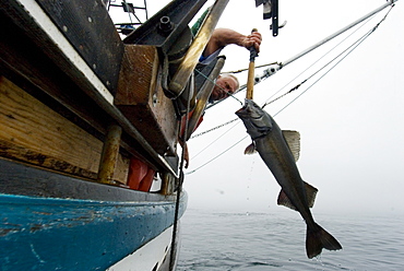 Sept 24, 2008 20 miles offshore of Morro Bay California. Captain Bill Blue fishing for Sable Fish or "Black Cod" off the coast of Big Sur California using the "hook and line", or "long-line" method. A new wave in sustainable commercial fishing is pushing fisherman to switch from higher impact methods of harvesting fish like trawling- to hook and line or long line harvest, United States of America