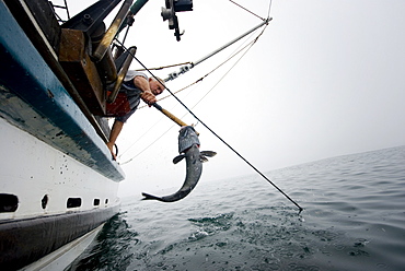 Sept 24, 2008 20 miles offshore of Morro Bay California. Captain Bill Blue fishing for Sable Fish or "Black Cod" off the coast of Big Sur California using the "hook and line", or "long-line" method. A new wave in sustainable commercial fishing is pushing fisherman to switch from higher impact methods of harvesting fish like trawling- to hook and line or long line harvest, United States of America