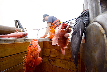 Sept 24, 2008 20 miles offshore of Morro Bay California. Captain Bill Blue fishing for Black Gill Rock Fish off the coast of Big Sur California using the "hook and line", or "long-line" method. A new wave in sustainable commercial fishing is pushing fisherman to switch from higher impact methods of harvesting fish like trawling- to hook and line or long line harvest, United States of America