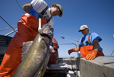 Sept 26, 2008 Fishing offshore, Big Sur California on the MV Nikki J using the "hook and line", or "long-line" method of sustainable fishing. Captain Dave Rose (L) and his crew David Anderson reel in a Sable Fish or "Black Cod". A new wave in sustainable commercial fishing is pushing fisherman to switch from higher impact methods of harvesting fish like trawling- to hook and line or long line harvest, United States of America