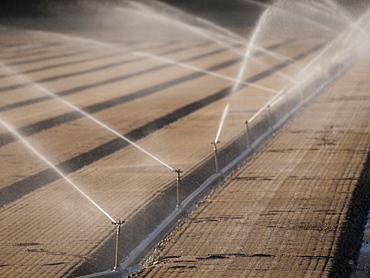 Farm land being irrigated with sprinklers in Santa Maria, California, United States, United States of America