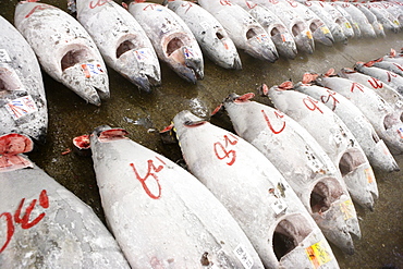 Tsukiji Fish Market, rows of fresh frozen tuna, Tokyo, Japan, Japan