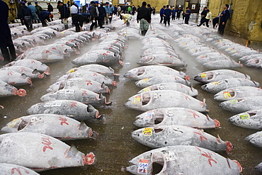 Tsukiji Fish Market, rows of fresh frozen tuna, people in background, Tokyo, Japan, Japan