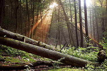 The sun setting in the woods along the Appalachian Trail.