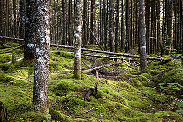 Mossy field next to the Appalachian Trail