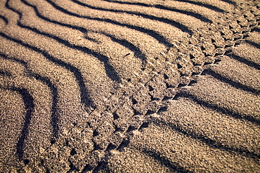 Fatbike Tire track in the sand