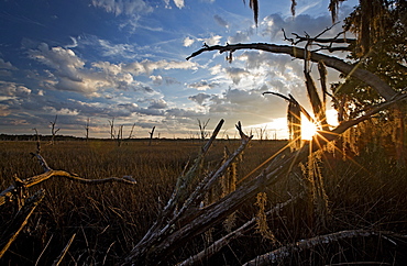 Sunset over a swamp