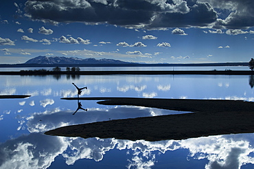 One hand cart wheel reflected in Yellowstone Lake in Yellowstone National park Wyoming.