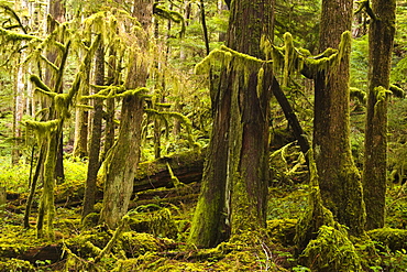 Old growth forest along the Marymere Falls Trail, Olympic National Park, Washington.