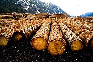 A row of freshly cut logs in Canada.