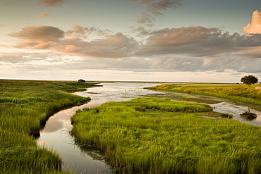 Summer marshland at sunset