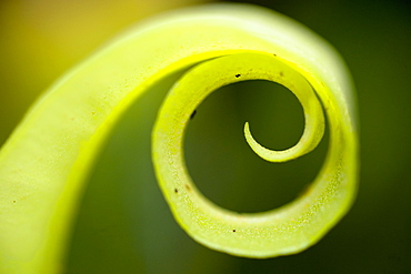 Macro image spiral green plant, Kauai.