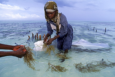 Swahili women in the beds of seaweed grown in the Indian Ocean at Paje, Zanzibar.