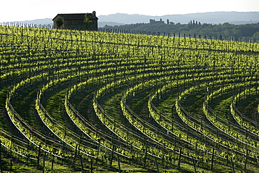 Vineyards in Chianti