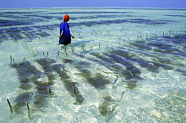 Swahili woman in the beds of seaweed grown in the Indian Ocean at Paje, Zanzibar.