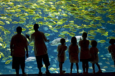 Georgia Aquarium, Atlanta, Georgia.