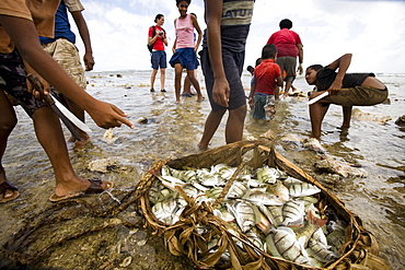 A basket holds the harvest of a large fish harvest during low tide.