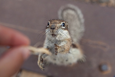 Squirrel trying to reaching some food from a person's hand