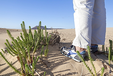 Feet with shoes near some desert green plant in  sandy desert