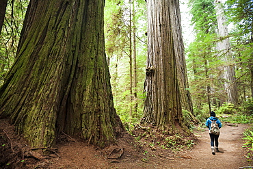 A hiker walks past giant Redwood Trees while visiting Stout Grove, Jedediah Smith Redwoods State Park.